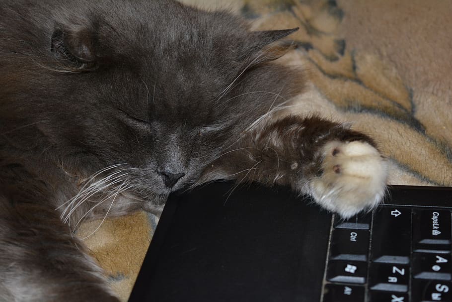 cat, dream, pet, notebook, stomach, tranquility, fatigue, mammal HD wallpaper