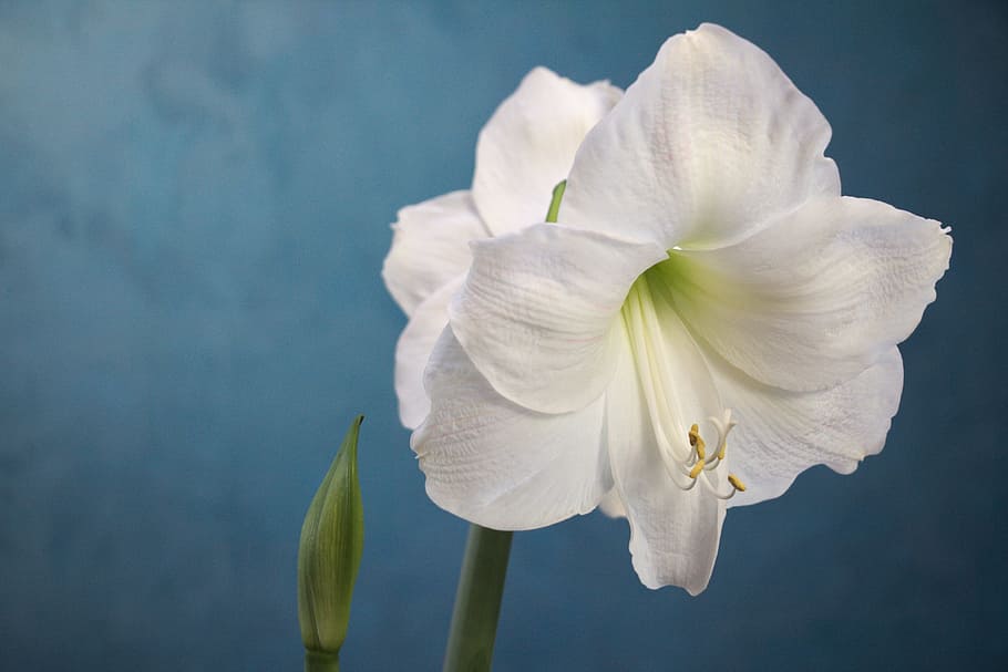 close-up photo of white amaryllis flower, gardening, plant, white color, HD wallpaper