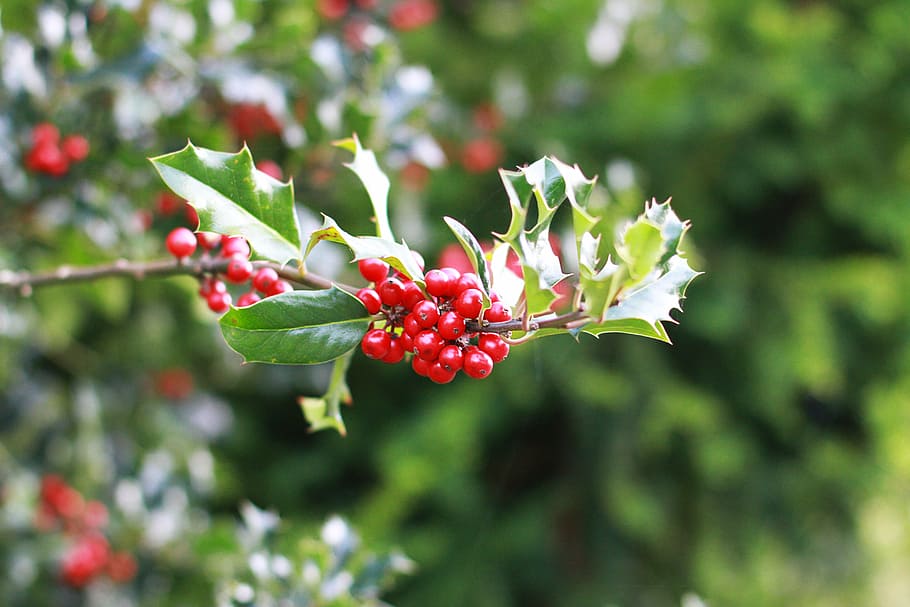 branch, red, berry, thistle, plant, berry red, fruit, nature HD wallpaper