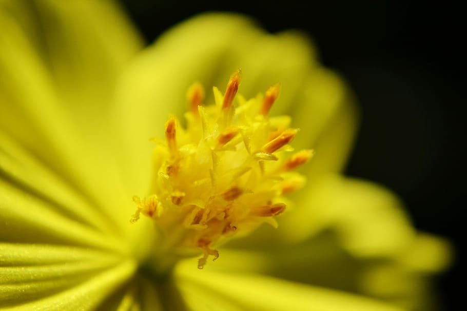 Nectar, Flower, Yellow, yellow flower, center of a flower, summer, HD wallpaper