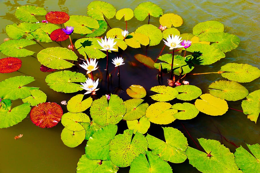 water lilies, flowers, pond, lily, nature, plant, green, lake, HD wallpaper