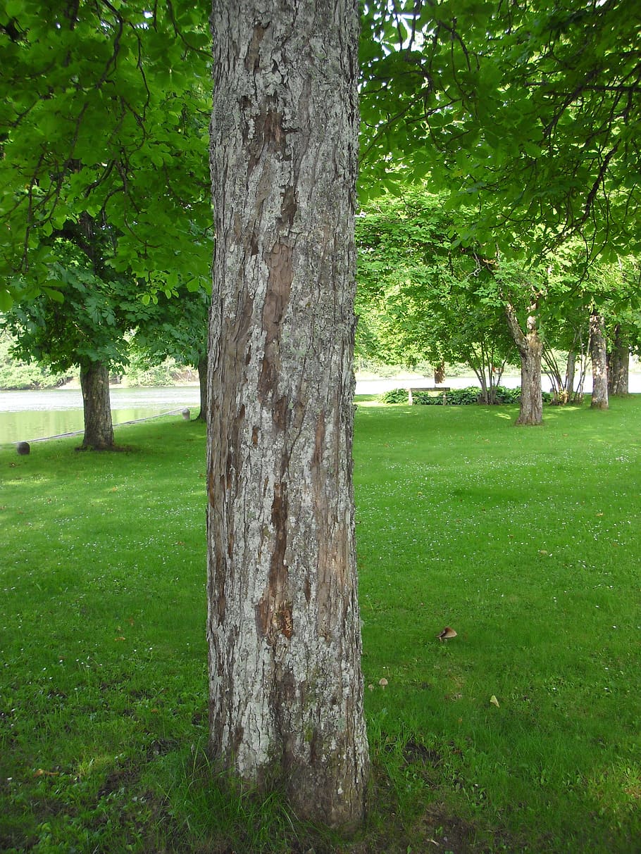 tree, green, leaf, summer, bed, twigs, grass, sky, footpath HD wallpaper