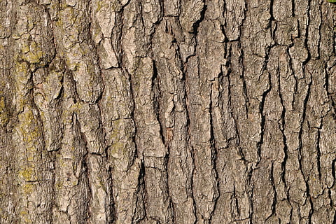 tree bark, forest, nature, pattern, structure, brown, texture HD wallpaper