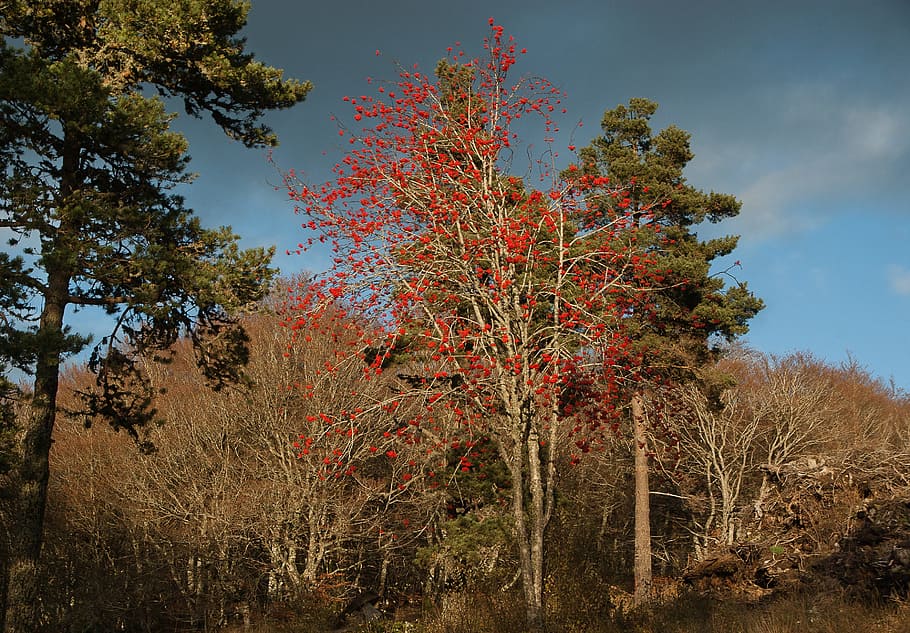 Trees, Mountain Ash, Fir, Forest, autumn, nature, outdoors HD wallpaper