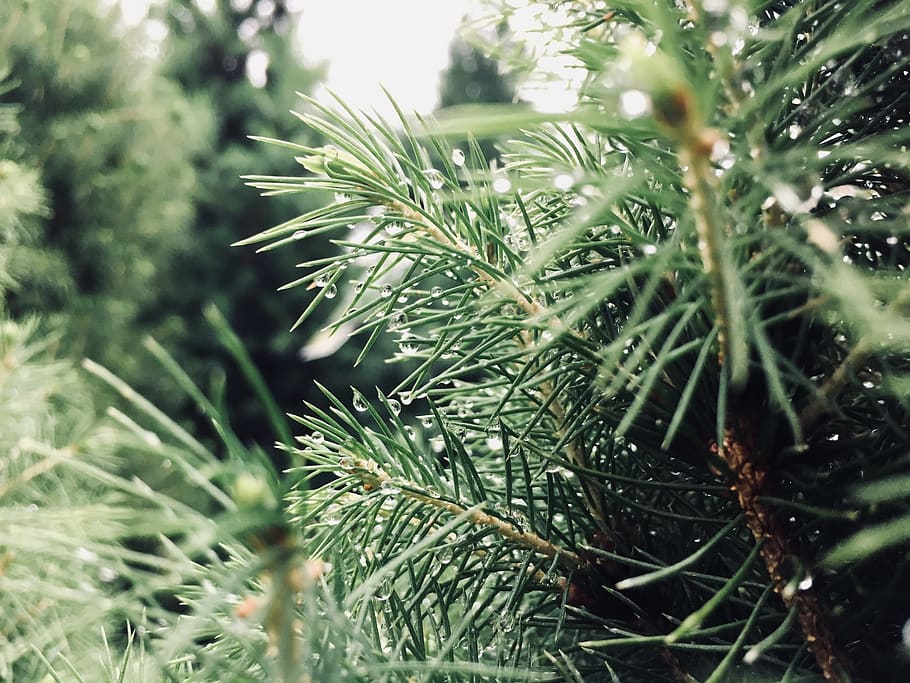 needle, tree, nature, pine, flora, evergreen, branch, spruce HD wallpaper