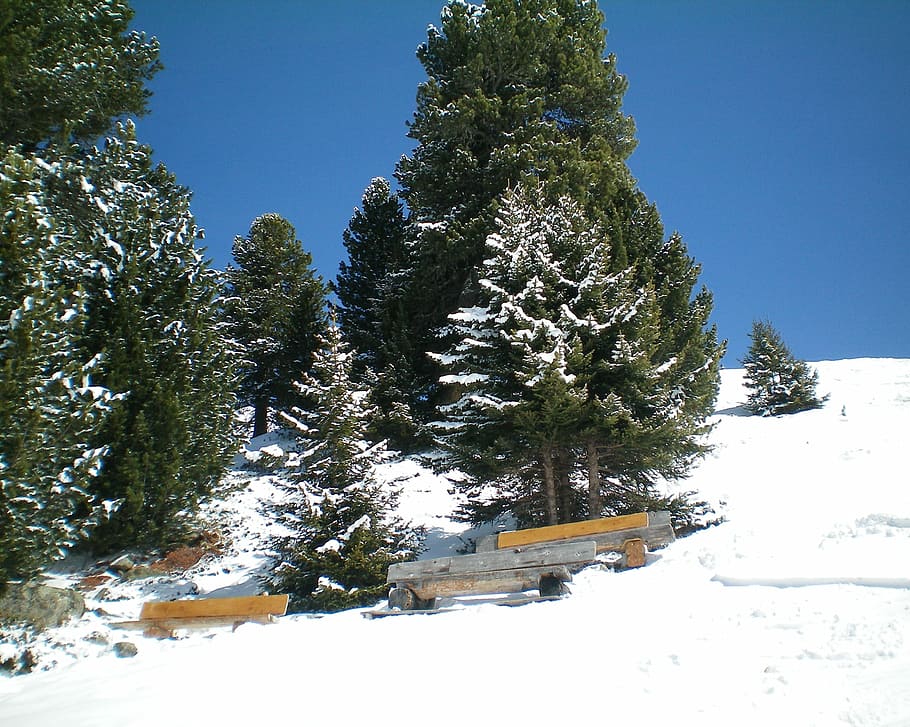 Winter, Snow, Bench, cold temperature, tree, pine tree, nature HD wallpaper