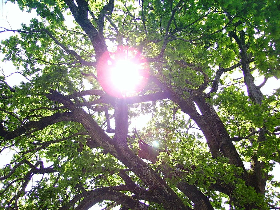 tree, sun, green, back light, old oak, plant, low angle view HD wallpaper