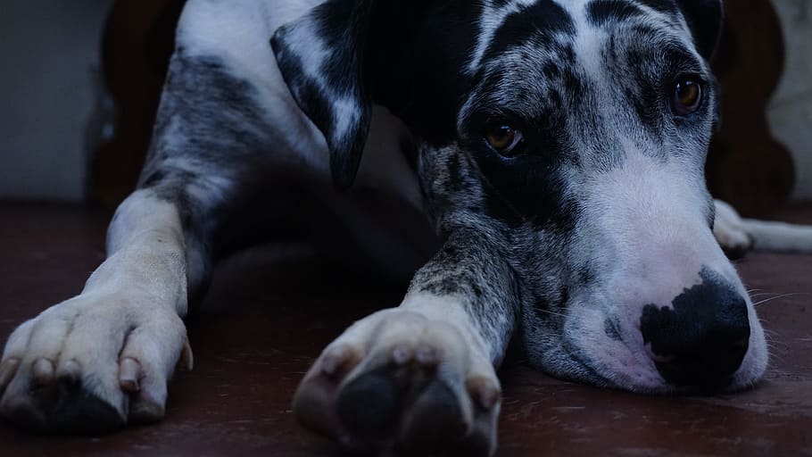 Big, Dog, Danes, pets, one animal, domestic animals, animal themes HD wallpaper