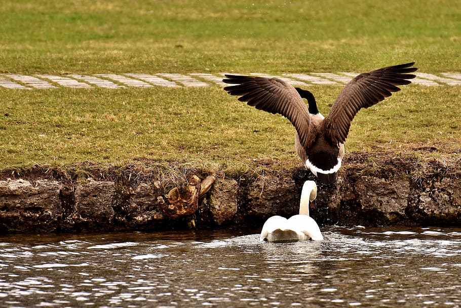 swan, goose, chase, expel, revier fight, swim, bird, wild goose HD wallpaper
