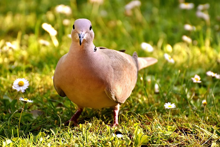 close photography of brown bird beside white chamomile flower field HD wallpaper