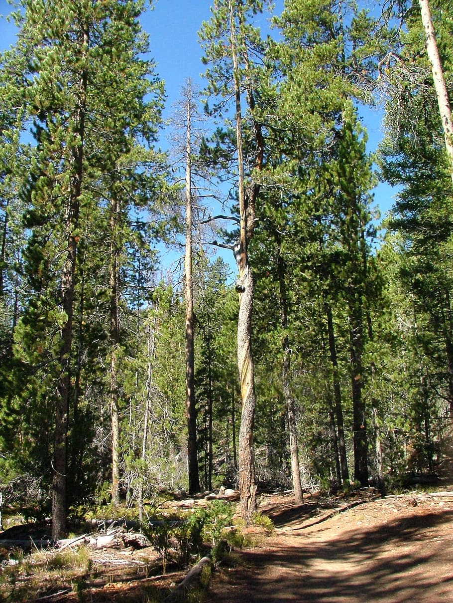 tree, forest, twisted, bark, pine, plant, growth, land, tranquility HD wallpaper