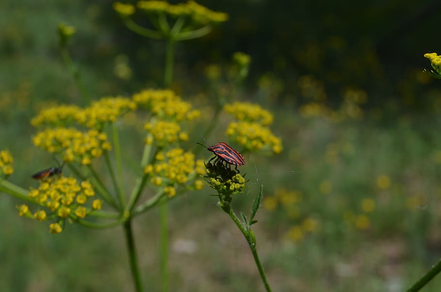 insect, nature, beautiful, invertebrate, animals in the wild HD wallpaper