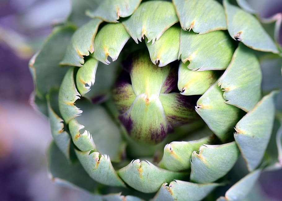 closeup photo of green plant, artichoke, artichoke plant, vegetables, HD wallpaper
