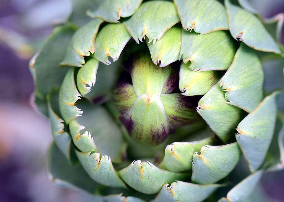 Artichoke flower 1080P, 2K, 4K, 5K HD wallpapers free download