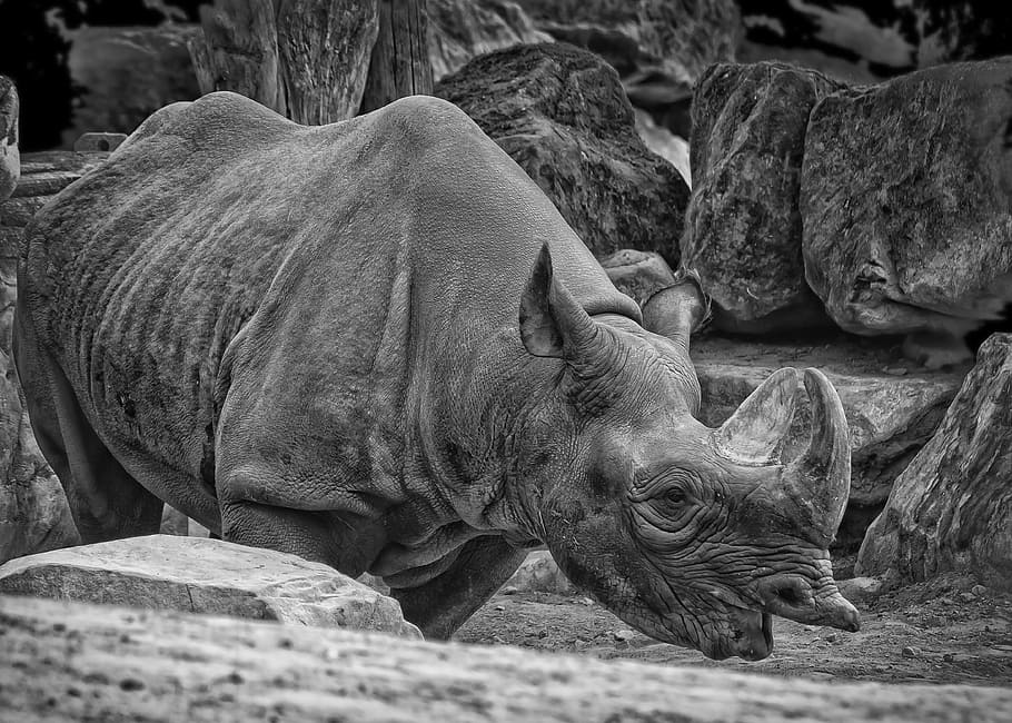 rhino, safari, animal world, pachyderm, horn, nature park, side, HD wallpaper