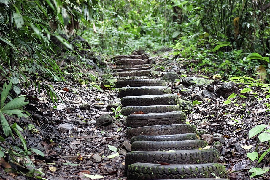 wood, nature, leaf, tree, outdoors, rain forest, green, environment HD wallpaper