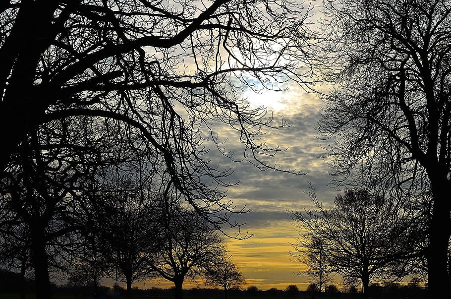 silhouette photo of trees, clouds, nature, sun, sky, sunset HD wallpaper