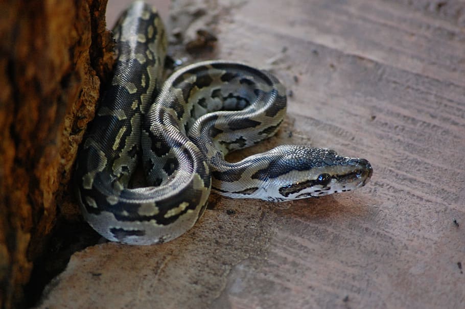 Python, Snake, Reptile, Wildlife, predator, exotic, coiled HD wallpaper