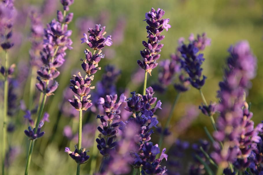 lavender, flower, summer, flowering plant, purple, beauty in nature HD wallpaper