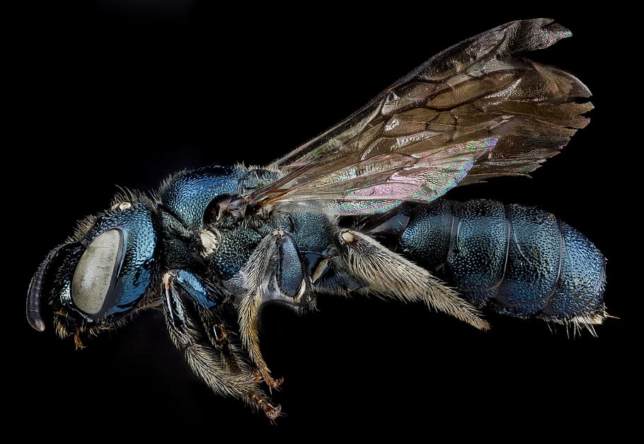 carpenter bee, insect, macro, profile, mounted, wildlife, nature HD wallpaper