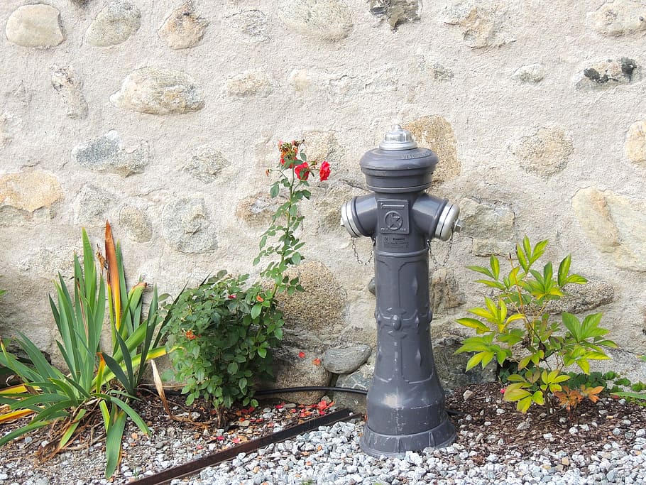 hydrant, grey, fire, garden, plant, day, no people, nature HD wallpaper