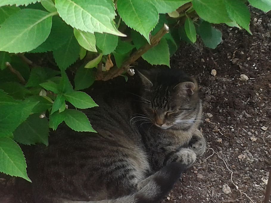 cat, pet, cute cat, plant part, leaf, mammal, feline, animal HD wallpaper