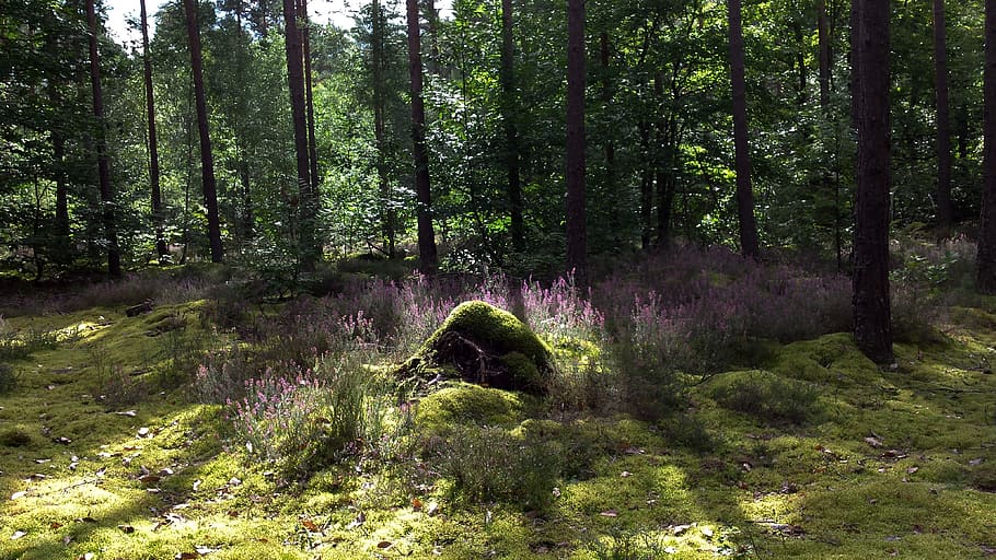 undergrowth, forest, heather, tree, plant, land, beauty in nature HD wallpaper