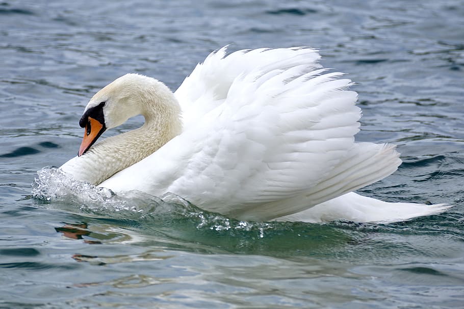 white swan on body of water at daytime, close up, swim, bird