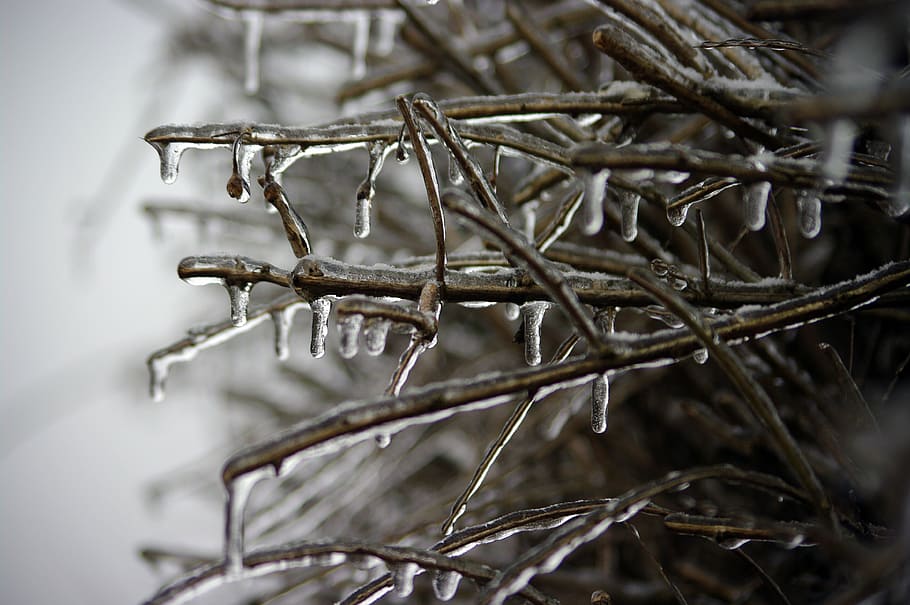 frozen branch, winter, ice, icing, landscape, frost, plant HD wallpaper