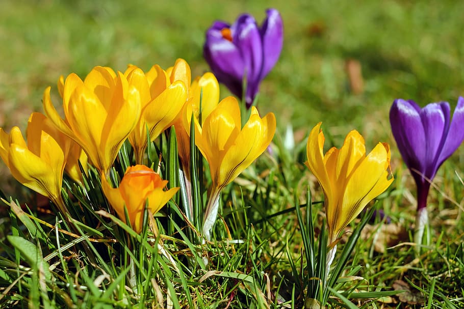 close up photo of yellow and purple petaled flowers, crocus, bloom, HD wallpaper