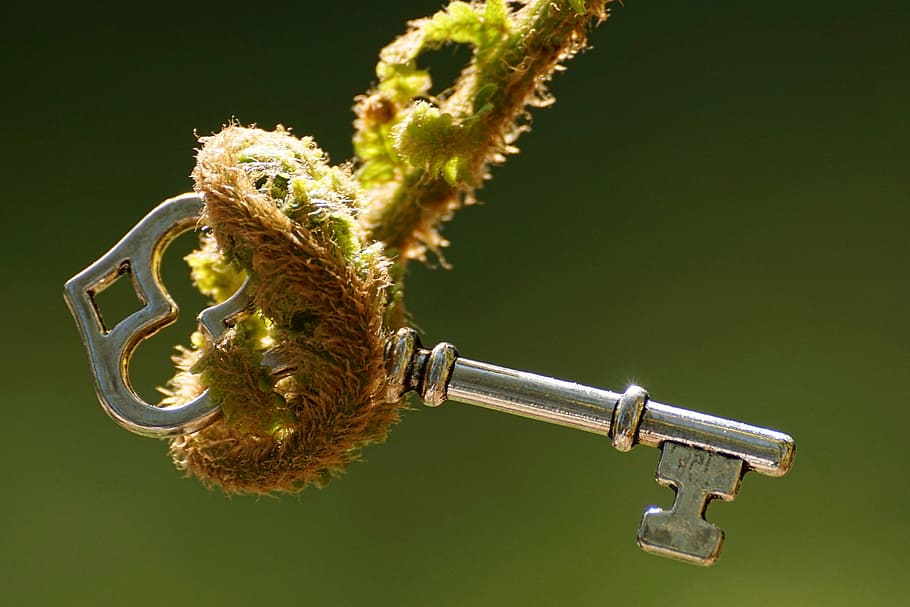 macro photography of skeleton key, fern, unroll, decipher, young fern HD wallpaper