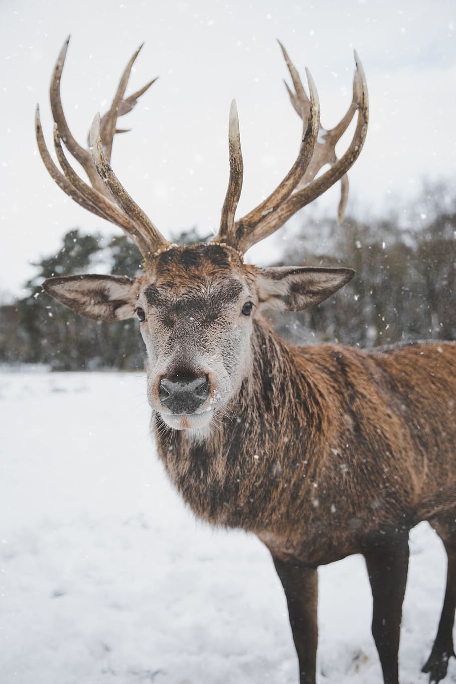 Brown Deer Standing on Snow, animal, animal photography, antler, HD wallpaper