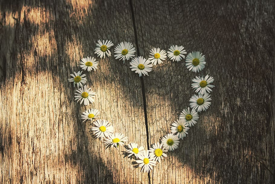 photo of white daisy formed heart on floor, love, daisies, spring HD wallpaper