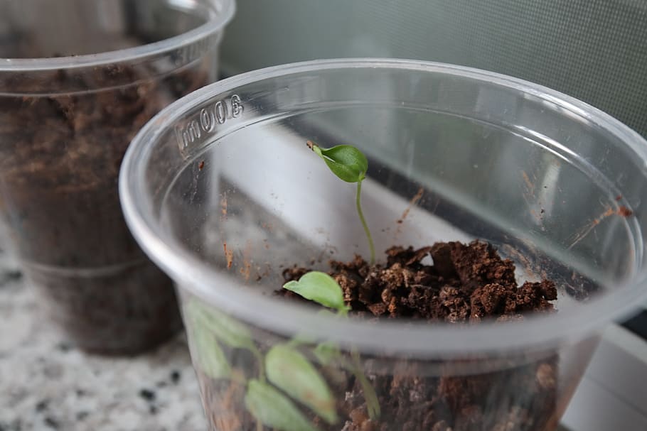 School, Beans, Science, Homework, experience, glasses, plant HD wallpaper