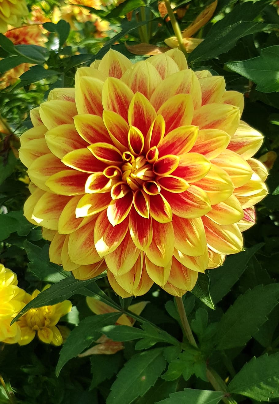 yellow and red dahlia flower photography, blossom, bloom, late summer, HD wallpaper