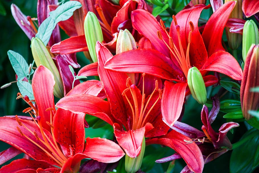 flowers, red, nectar, green, leafs, flowering plant, vulnerability HD wallpaper