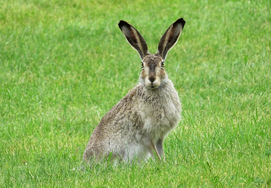 brown and white hare, gray, rabbit, bunny, animal, ears, easter