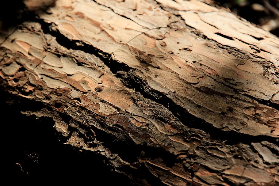 Tribe, Log, Tree Bark, background, nature, backgrounds, brown HD wallpaper