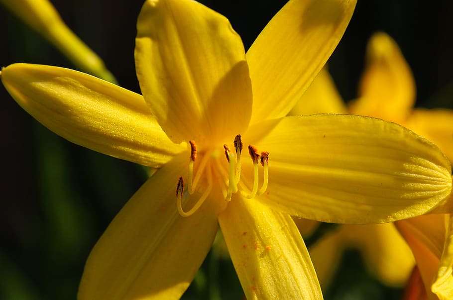 Flower, Yellow, Nature, Spring, Floral, summer, plant, blossom HD wallpaper