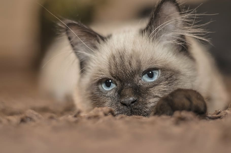closeup photo of white and black cat, kitten, pets, tom-cat HD wallpaper