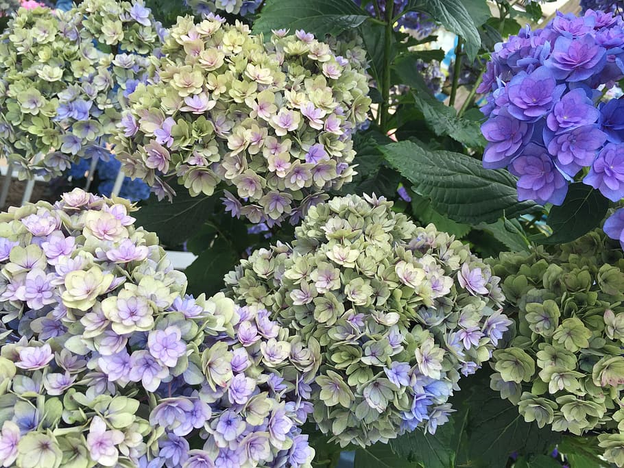 hydrangeas, flower, blossom, bloom, plant, summer, flora, nature HD wallpaper