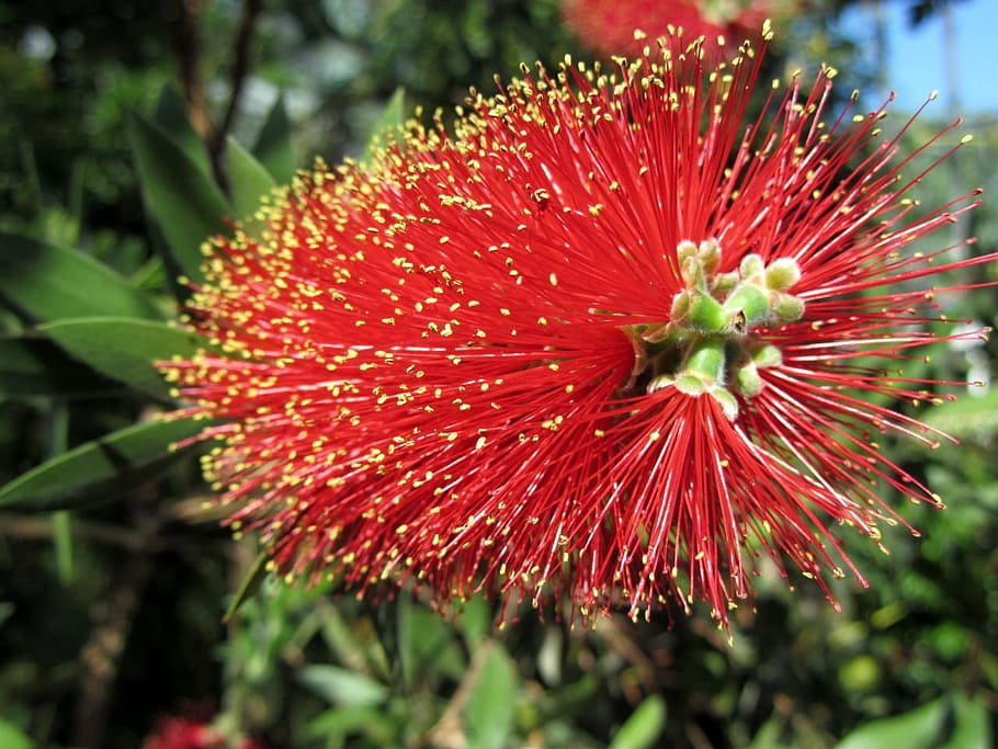 blossom, bloom, exotic, red, freshness, flowering plant, growth HD wallpaper