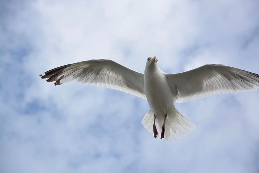 gull, head face, look, seabird, sky, water, flying, animal wildlife HD wallpaper