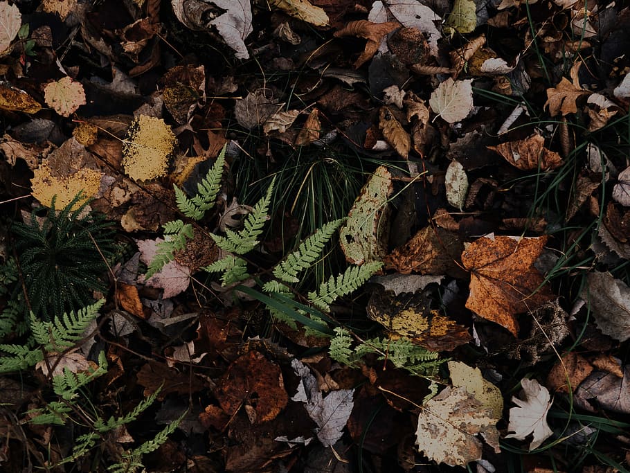 green leaves, fern plant surrounded by dried leaves, autumn, fall HD wallpaper