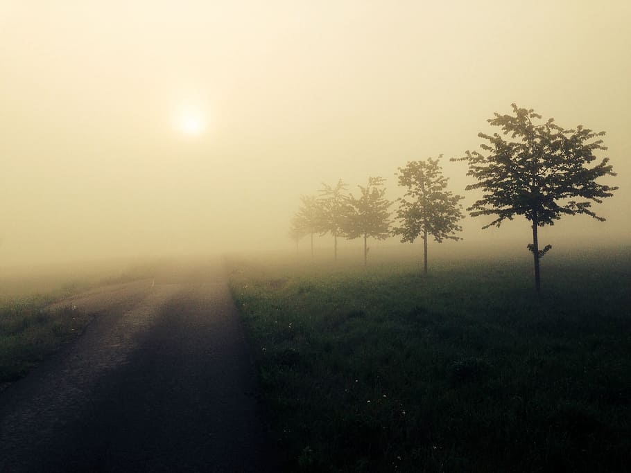 fog, sun, landscape, atmosphere, mood, plant, tree, tranquility HD wallpaper