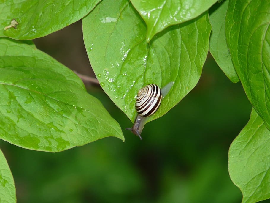 snail, leaf, dew, nature, moisture, green, snails water, snail shell HD wallpaper