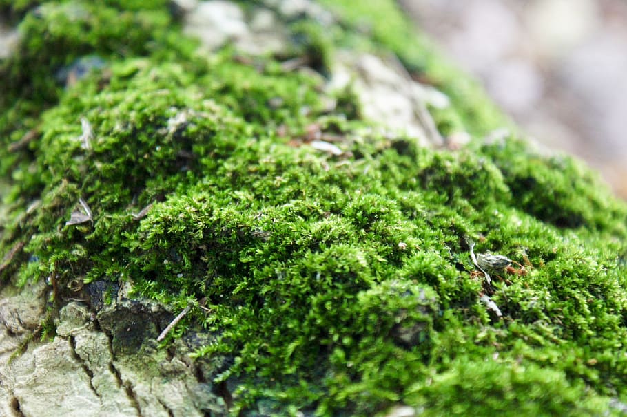 moss, forest, nature, tree, green, natural, environment, texture HD wallpaper