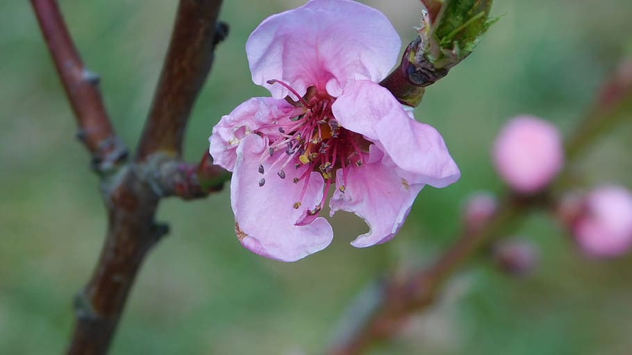 Spring, Bloom, Nature, Blooming, springtime, blossom, park HD wallpaper