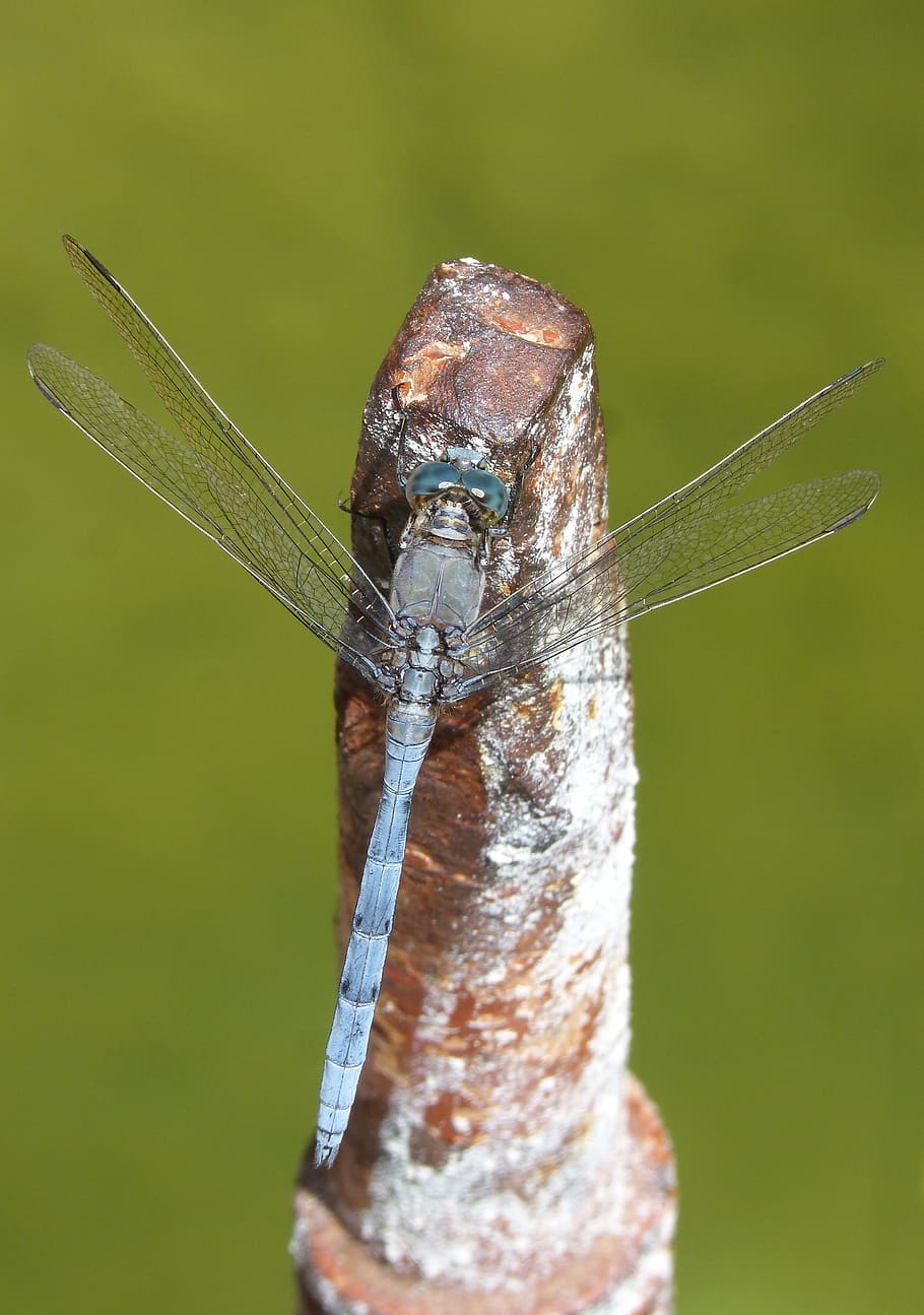 blue dragonfly, raft, orthetrum coerulescens, parot blau, animal, HD wallpaper