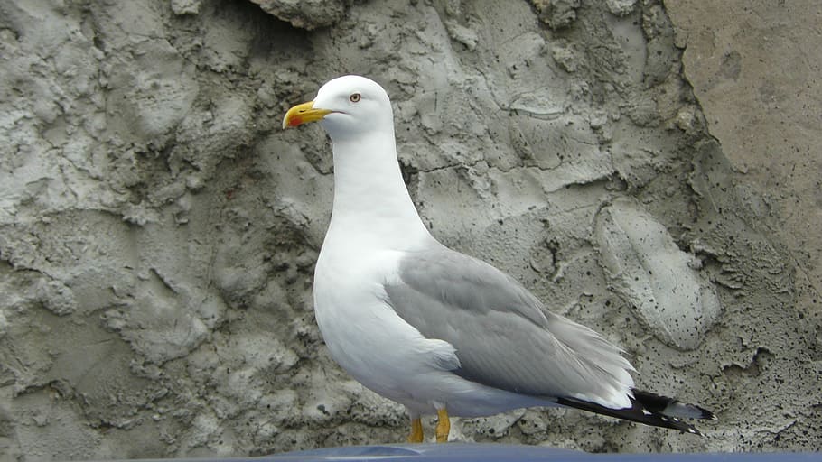 Sea, Gull, Postage, bird, one animal, animal themes, animals in the wild HD wallpaper